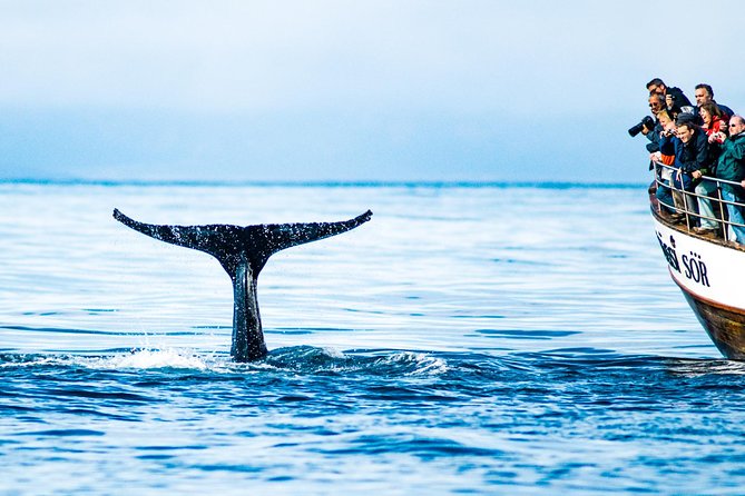 Traditional Oak Ship Whale Watching Tour From Husavik - Future Recommendations and Engagement