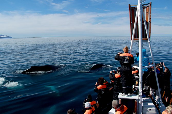 Traditional Whale Watching Tour From Húsavík - Guide Insights