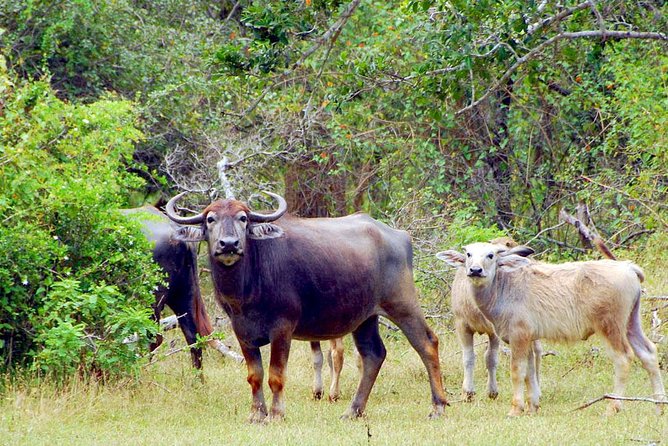 Travel to Ella From Galle With Udawalawe National Park Safari on the Way - Route and Transportation Details