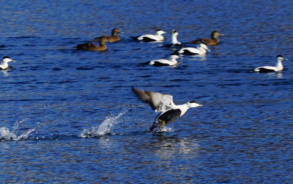 Tromsø: Fjord Cruise by Luxury Yacht - Customer Reviews