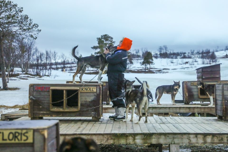 Tromsø: Husky Sled Self-Drive With Traditional Lunch - Meeting Location Details