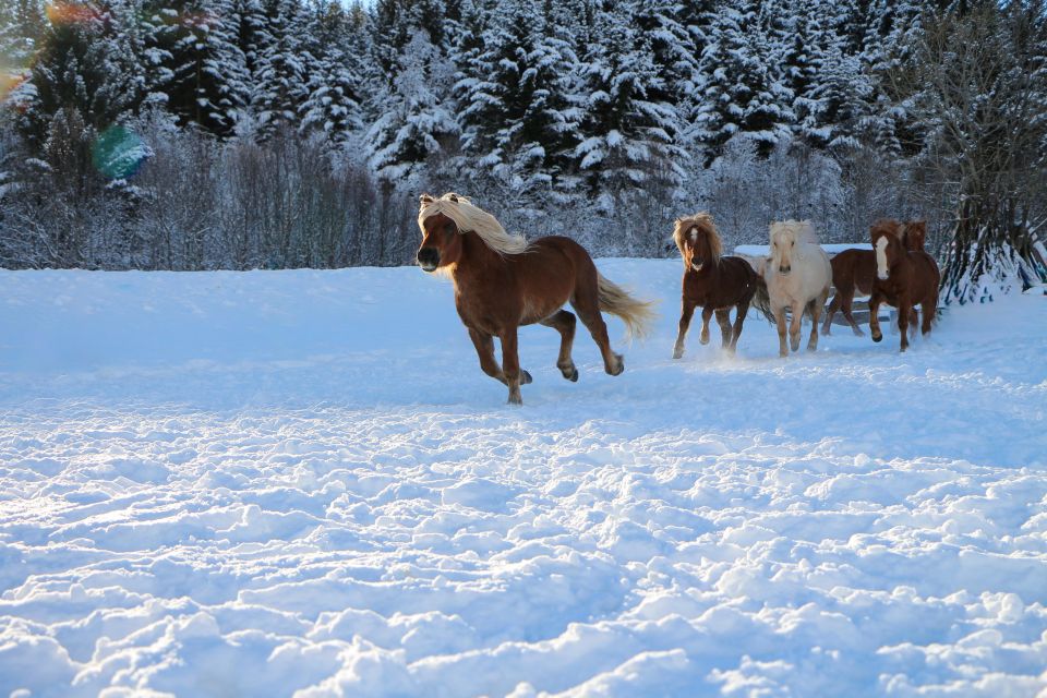 Tromsø: Lyngen Horse Stud Farm Visit - Participant Selection and Date