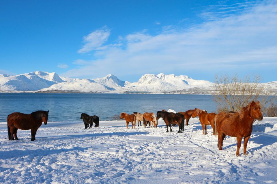 Tromsø: Lyngen Horseback Riding Experience - Customer Reviews