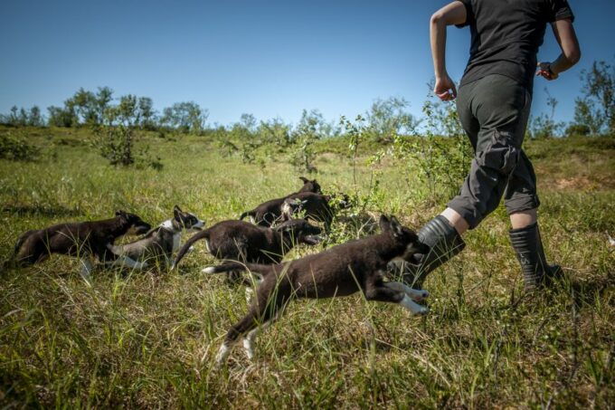 Tromsø: Puppy Training at the Husky Kennel With Lunch - Location and Additional Information