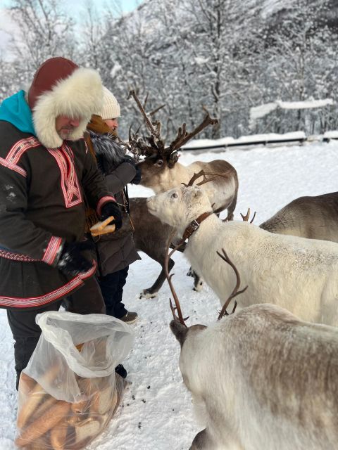 Tromsø: Reindeer Experience in Sami-Camp - Booking and Payment
