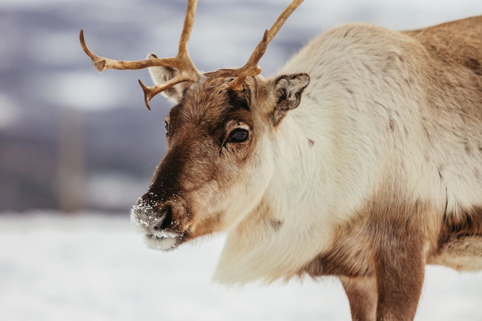 Tromsø: Reindeer Sledding & Feeding With a Sami Guide - Customer Reviews