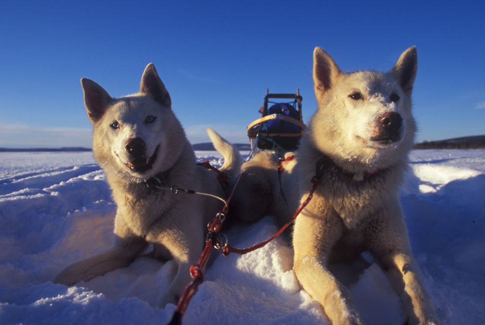 Tromsø: Self-Drive Husky Dog Sledding Adventure - Review Summary