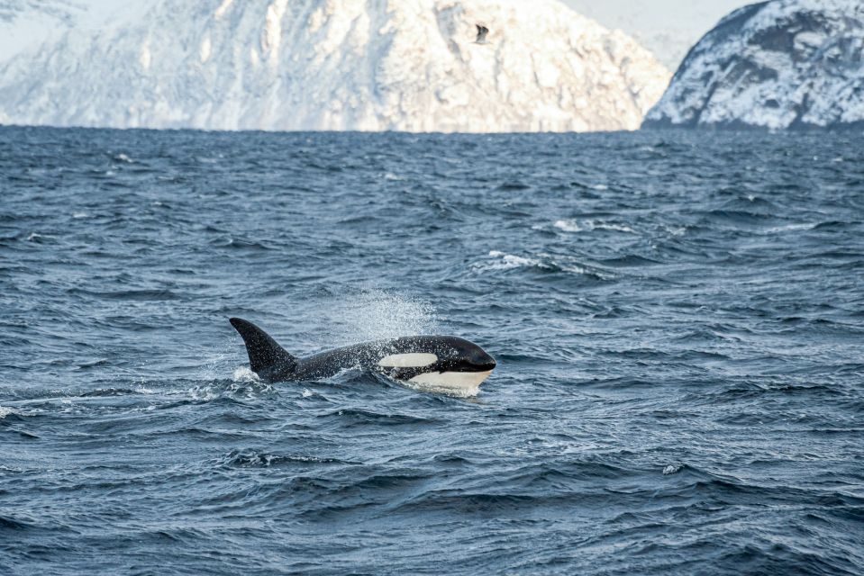 Tromsø: Whale Watching Tour by Hybrid-Electric Catamaran - Logistics & Reviews