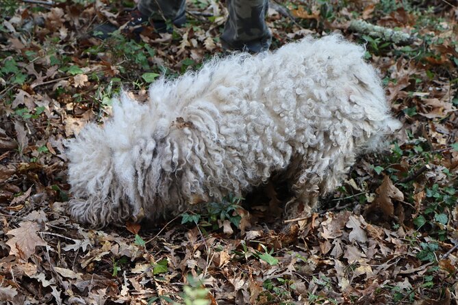 Truffle Hunting in San Miniato Tuscany With Trained Dogs - Traveler Experience