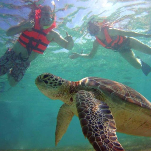 Tulum: Akumal Turtles and Cenote Swim Private Tour - Tour Description