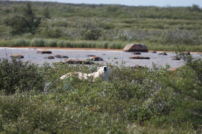 Tundra Buggy Summer Day Tours - Dress Code and Accessibility