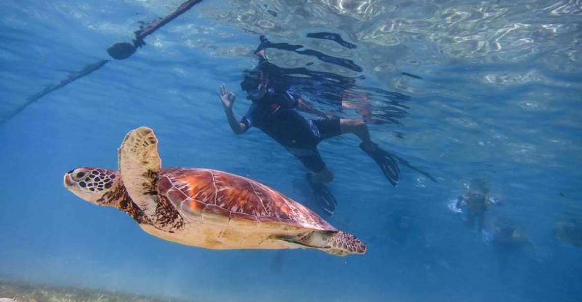 Turtles and Cenotes Tour - Cancellation Policy