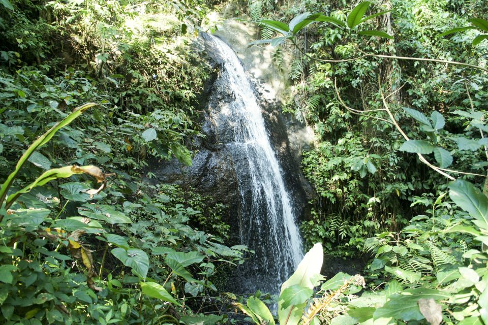 Ubud: 3-Hour Walking Tour With Lunch - Customer Reviews