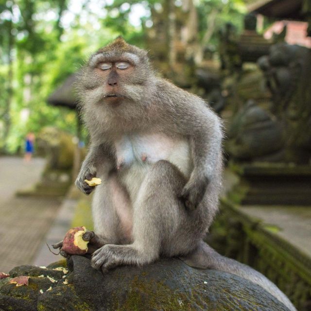 Ubud Private Tour: Monkey Forest, Rice Terraces & Waterfall - Hidden Waterfall Adventure