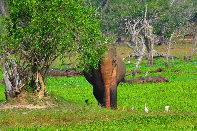 Udawalawe and Yala National Park Private 4x4 Jeep Safari Tours - Safety Guidelines