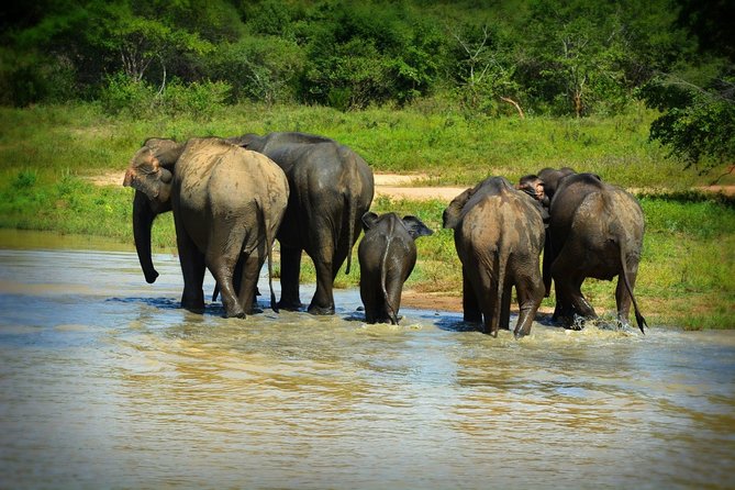 Udawalawe National Park 4 Hours Safari Tour - Visitor Reviews