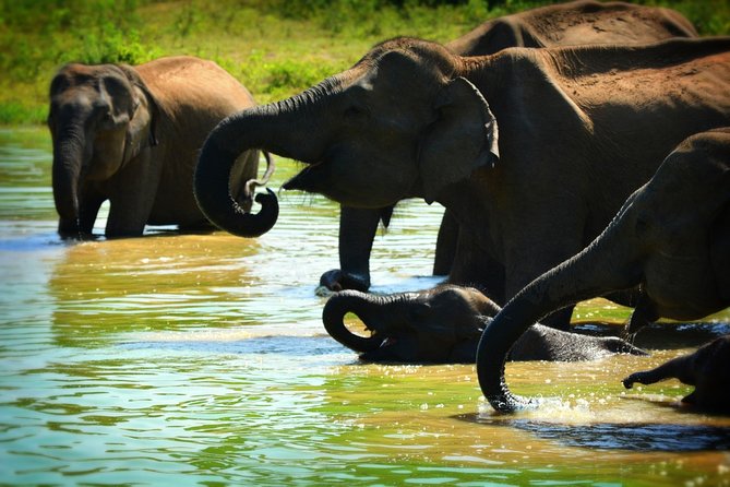 Udawalawe National Park Full Day Safari Tour - Cancellation Policy