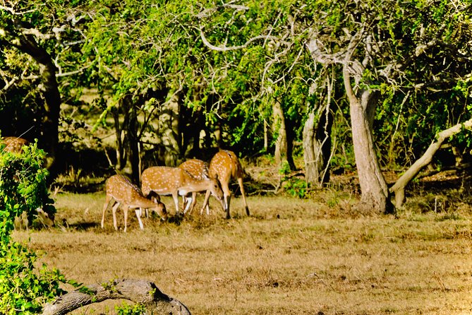 Udawalawe National Park Half-Day Private Jeep Safari  - Kandy - Route and Itinerary