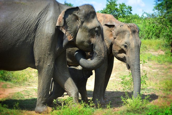 Udawalawe National Park Half Day Safari Tour - Safety Precautions