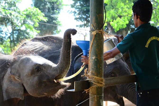 Udawalawe National Park Private Safari With Elephant Transit Home - Safari Experience Details