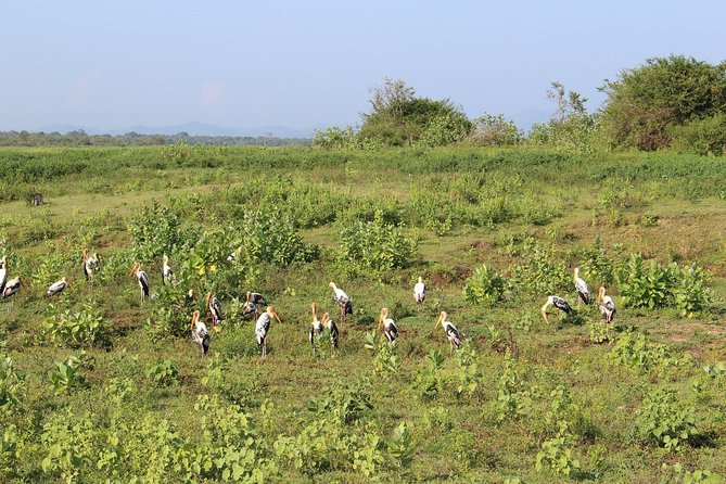 Udawalawe National Park Safari From Mirissa Galle Weligama - Meeting Point and Pickup Information