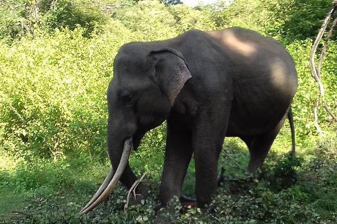 Udawalawe National Park Safari Trip From Ella - Visit to Elephant Orphanage