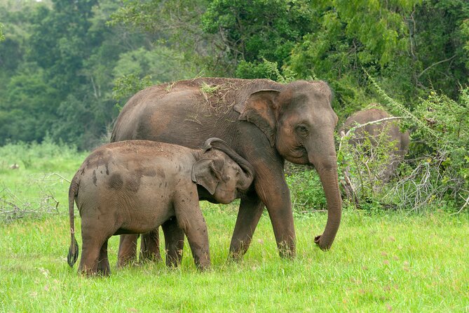 Udawalawe National Park Safari With Elephant Transit Home Visit - Traveler Reviews and Ratings