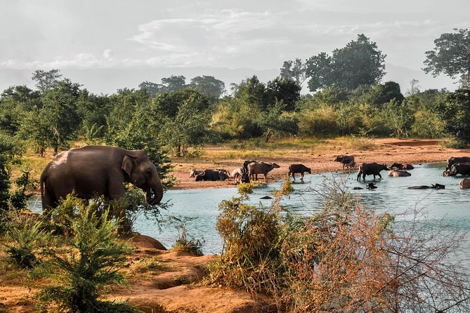 Udawalawe National Park Safari - What To Expect During the Safari