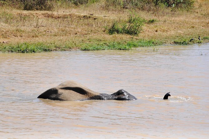 Udawalawe Safari Day Tour From Bentota and Its Surrounding Areas - Travel Tips