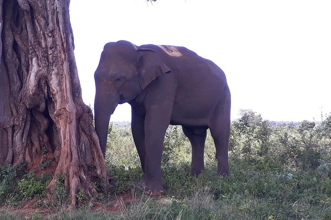Udawalawe Safari Day Tour From Kandy - Last Words