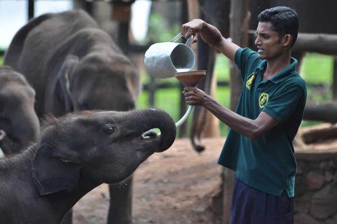 Udawalawe Safari & Elephant Transit Home Visit With Lunch From Hambantota Harbor - Last Words