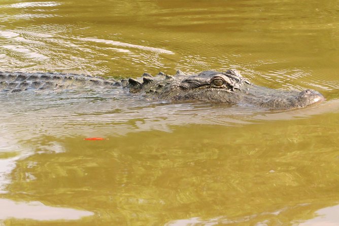 Ultimate Swamp Tour Experience With Transportation From New Orleans - Transportation Options From New Orleans