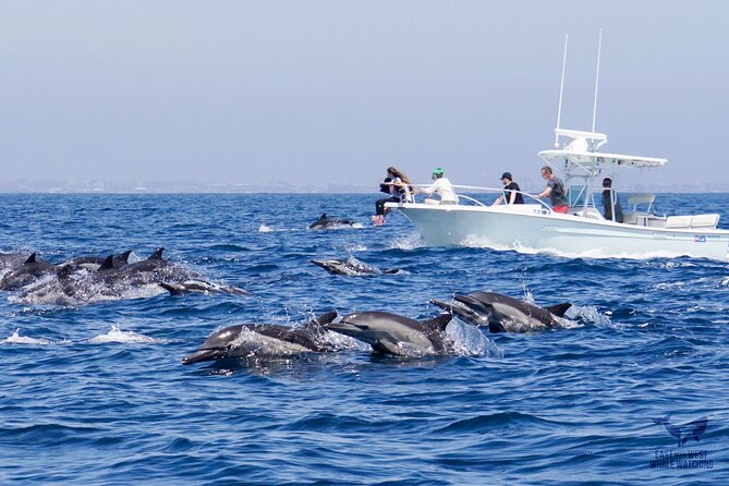 Ultimate Whale and Dolphin Watching in Newport Beach, 6 Person Maximum - Booking Information