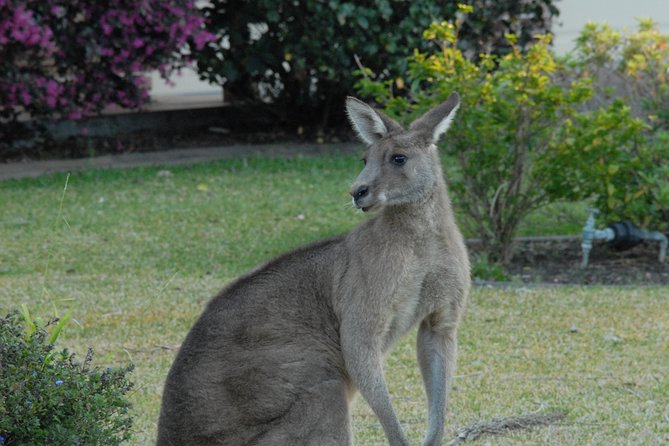 Urban Kangaroos - Last Words