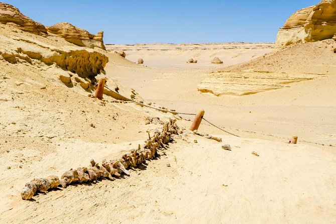 Valley of Whales and Wadi El Rayan Water Falls Day Tour From Cairo - Common questions