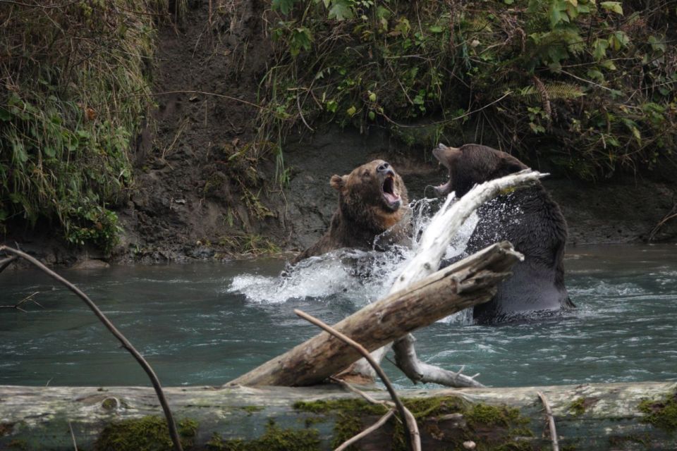 Vancouver Island: Full-Day Grizzly Bear Tour at Toba Inlet - Review Summary and Customer Feedback