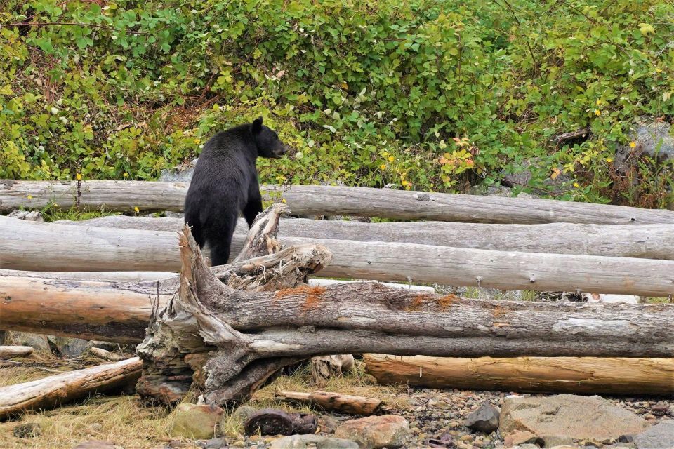 Vancouver Island: Spring Bears and Whales Full-Day Tour - Pickup and Drop-off