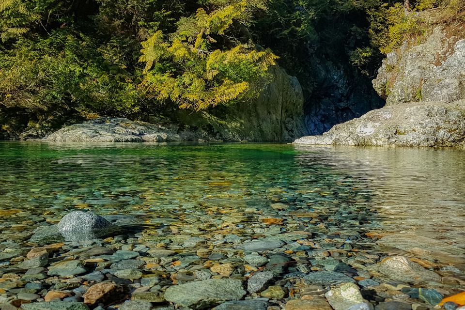 Vancouver: Lynn Valley Suspension Bridge & Nature Walk Tour - Tour Reviews