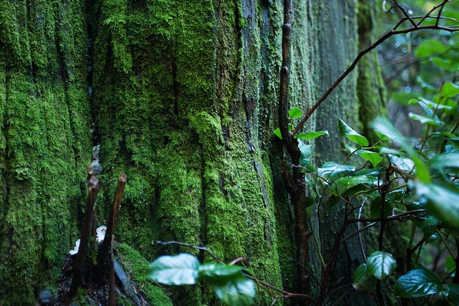 Vancouver Secrets of Stanley Park Walking Tour - Vancouver History Insights