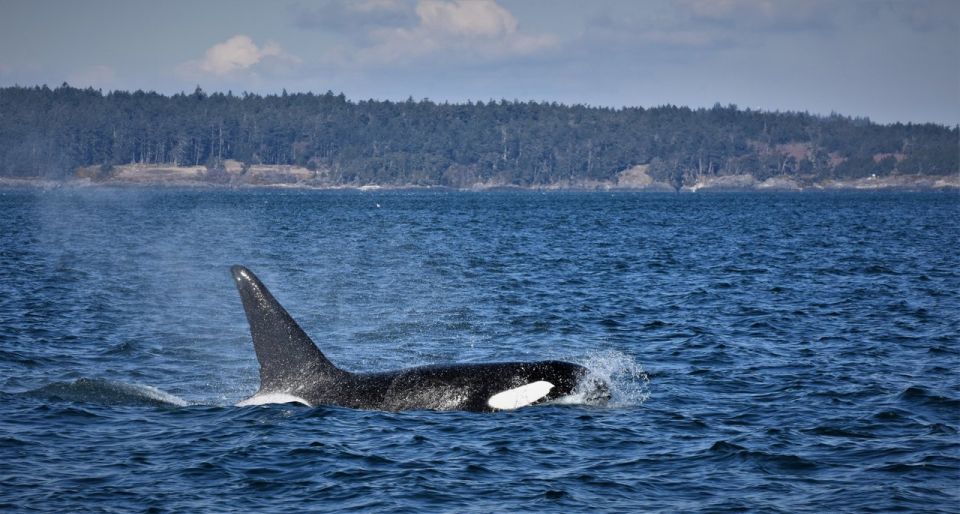 Vancouver Whale Watching Safari - Additional Information