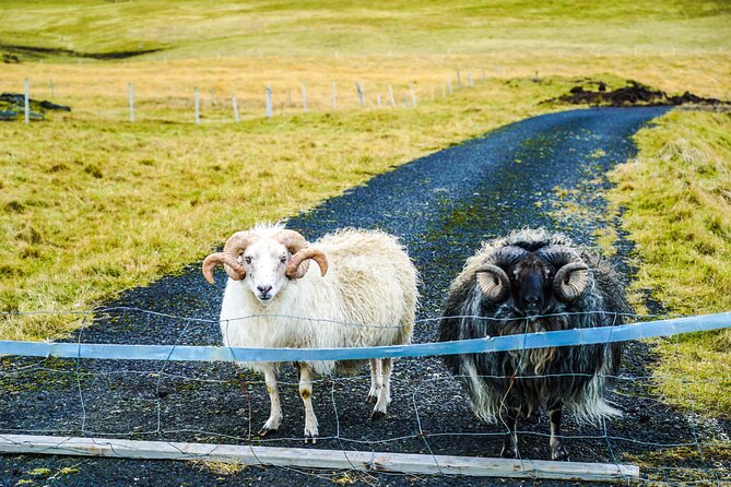 Vestmannaeyjar Private Day Tour - Tour Assistance