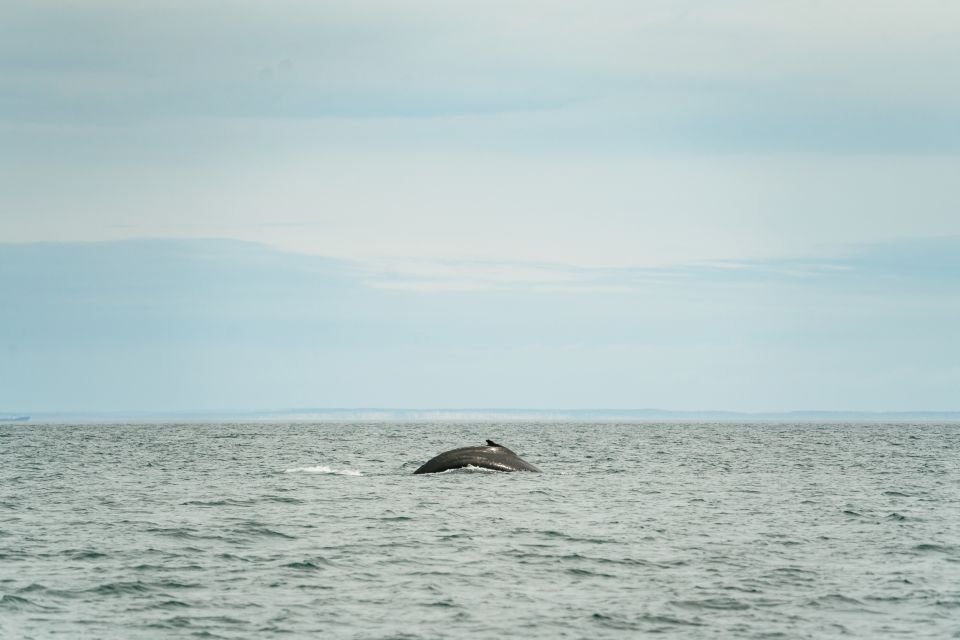 Victoria: 3-Hour Whale Watching Tour in a Zodiac Boat - Participant Selection and Date