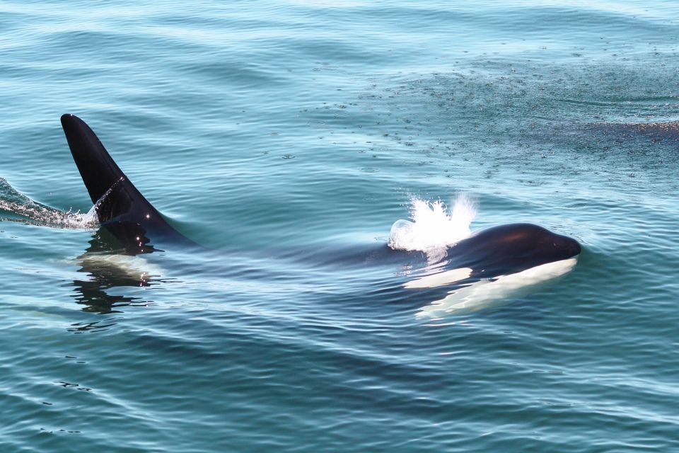 Victoria: 3-Hour Whale Watching Tour - Directions