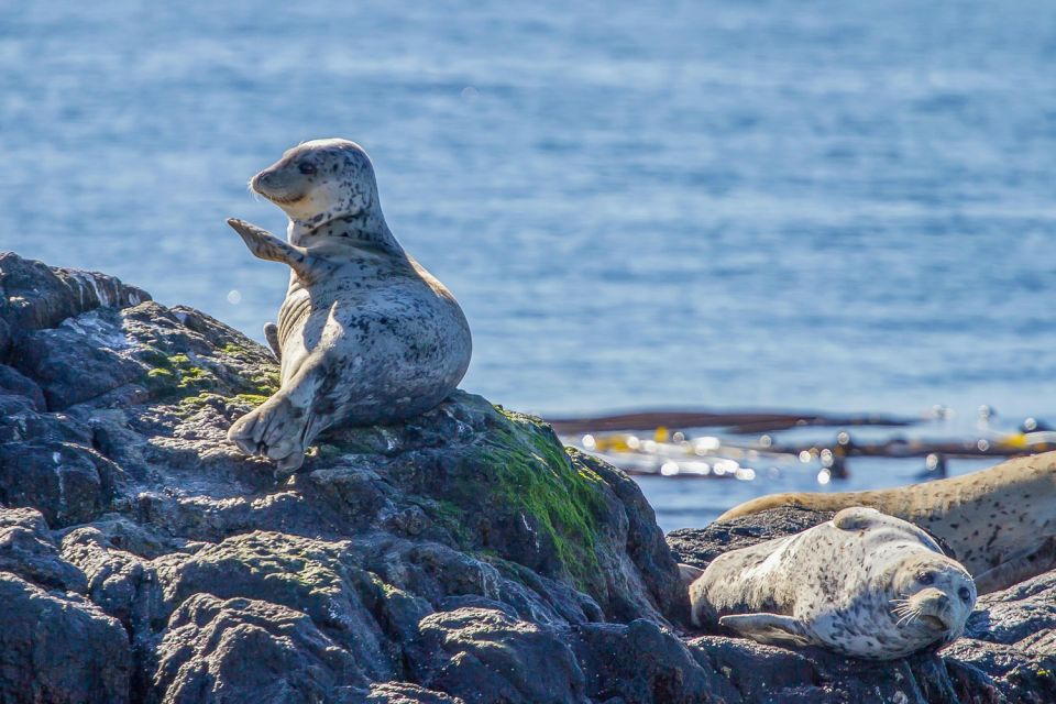 Victoria: 3-Hour Zodiac Whale-Watching Tour - Detailed Tour Description