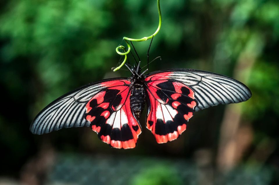 Victoria: Butterfly Gardens Admission Ticket - Reservation Benefits