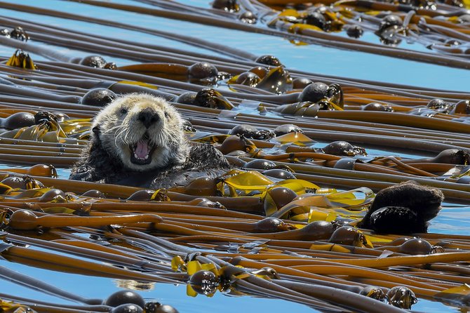 Victoria Marine Wildlife Tour - Accessibility Details