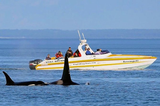 Victoria Whale and Wildlife Cruise - Overall Tour Experience