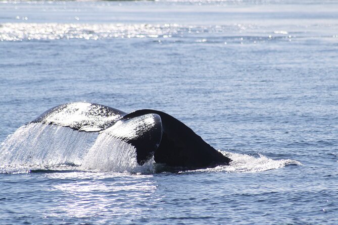 Victoria Whale Watch Tour - Wildlife Sightings