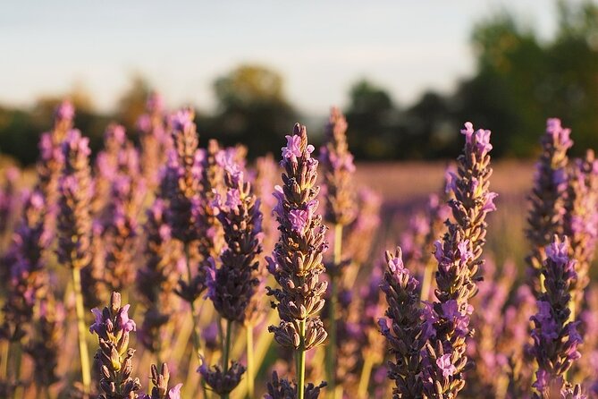 Visit a Lavender Fields Farm and Enjoy a Yoga Class in Provence - Packing Essentials