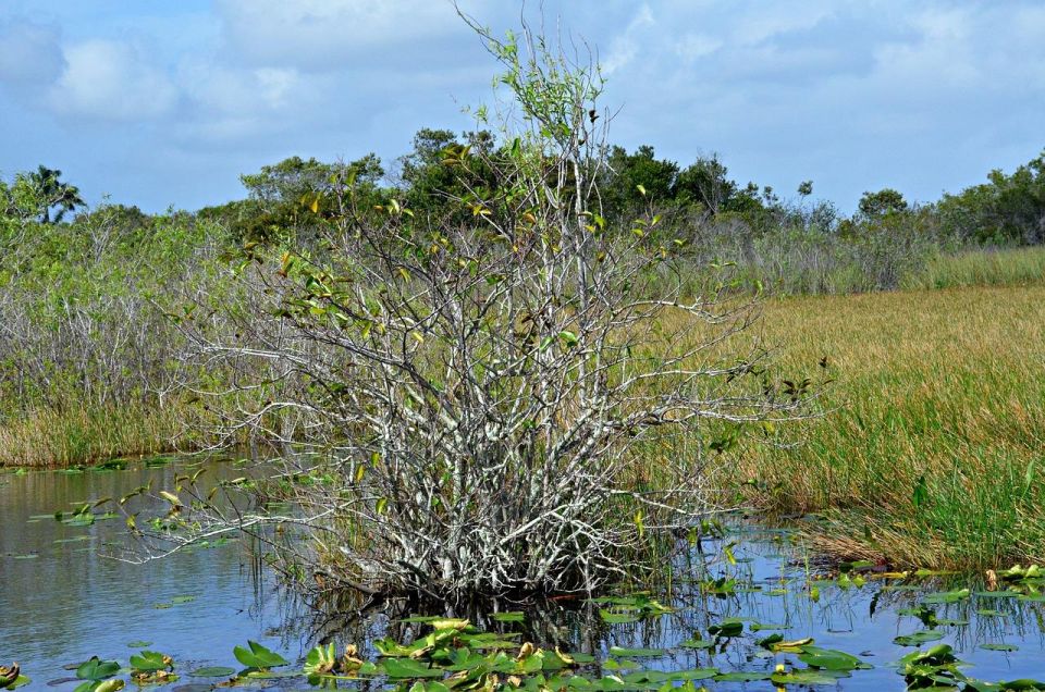 Visit to the Everglades From Miami Airboat - Free Time Activities